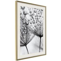 Arkiio Affisch Morning Dew [Poster] 40x60 Poster